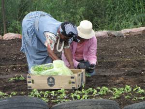 Volunteers help residents plant gardens in South Africa